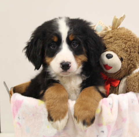 AKC Registered Bernese Mountain Dog For Sale Brinkhaven OH Female-Crista