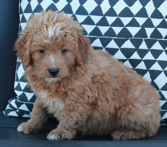 Mini Goldendoodle For Sale Applecreek OH Female-Daisy