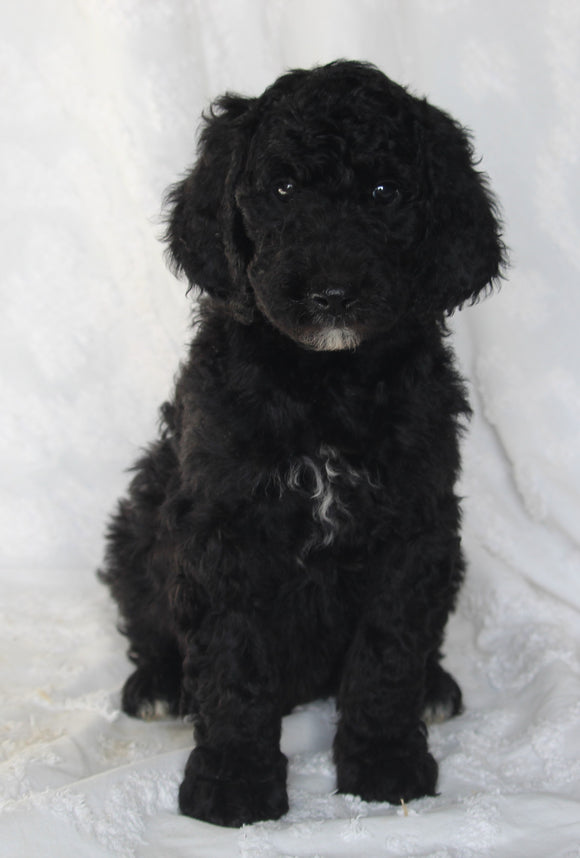 Standard Goldendoodle For Sale Sugarcreek OH Male-Shadow