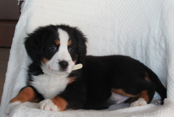 AKC Registered Bernese Mountain Dog For Sale Sugarcreek OH Female-Ally