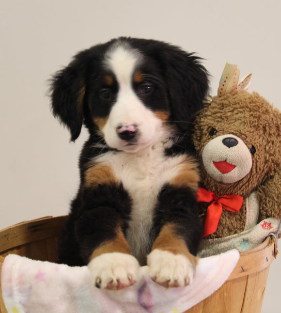 AKC Registered Bernese Mountain Dog For Sale Brinkhaven OH Female-Casey