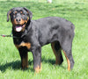 AKC Registered Rottweiler For Sale Sugarcreek OH Female-Georgia