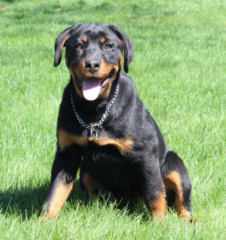AKC Registered Rottweiler For Sale Sugarcreek OH Female-Georgia