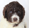 Newfypoo For Sale Sugarcreek OH Female-Addy