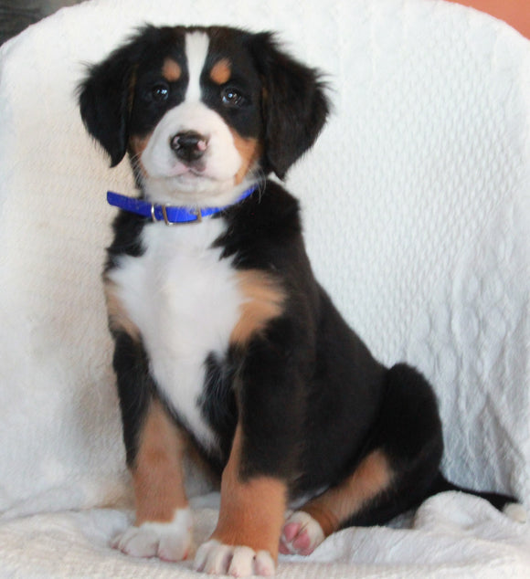 AKC Registered Bernese Mountain Dog For Sale Sugarcreek OH Male-Ace