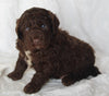 Newfypoo For Sale Sugarcreek OH Male-Alex