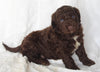 Newfypoo For Sale Sugarcreek OH Male-Alex