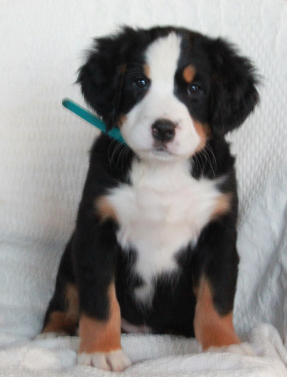 AKC Registered Bernese Mountain Dog For Sale Sugarcreek OH Female-Amber