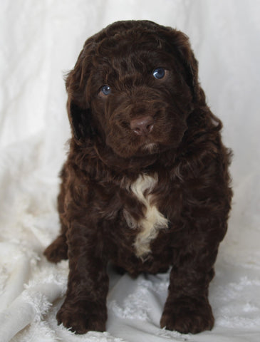 Newfypoo For Sale Sugarcreek OH Male-Alex