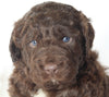 Newfypoo For Sale Sugarcreek OH Male-Alex