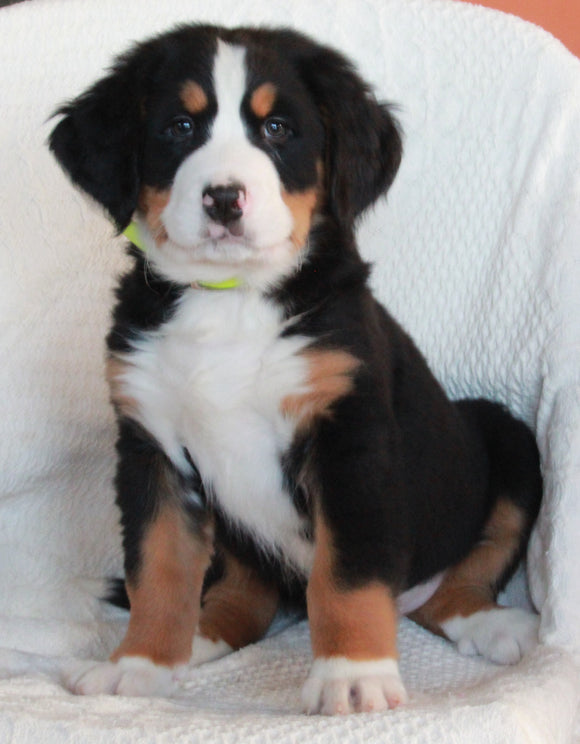 AKC Registered Bernese Mountain Dog For Sale Sugarcreek OH Male-Alex