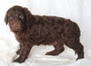 Newfypoo For Sale Sugarcreek OH Male-Ashton