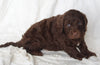 Newfypoo For Sale Sugarcreek OH Male-Ashton