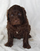 Newfypoo For Sale Sugarcreek OH Male-Ashton