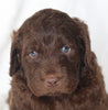 Newfypoo For Sale Sugarcreek OH Male-Ashton