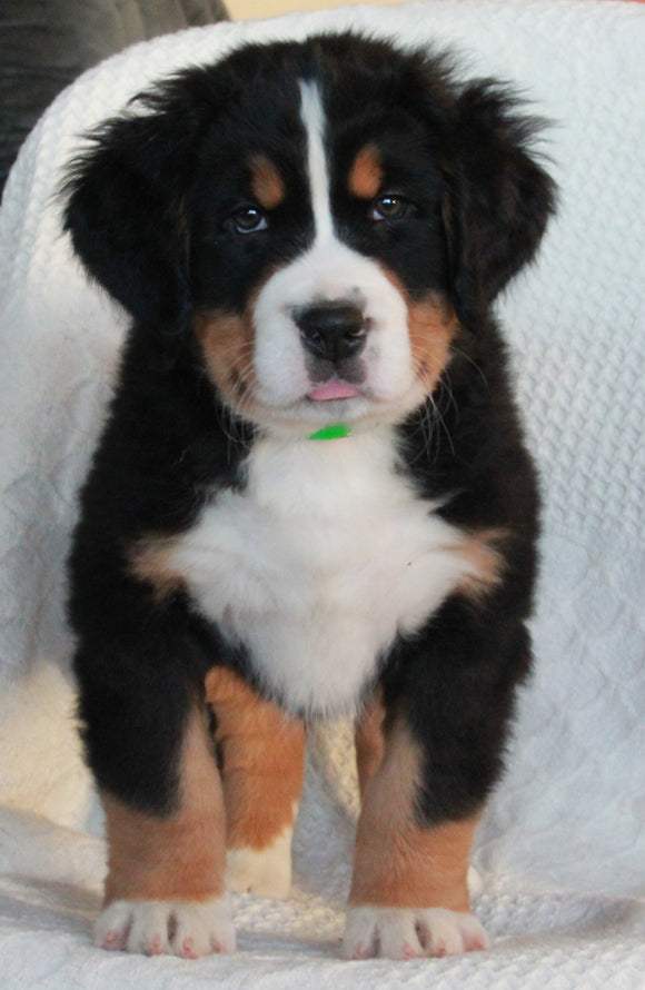 AKC Registered Bernese Mountain Dog For Sale Sugarcreek OH Male- Alexander