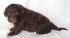 Newfypoo For Sale Sugarcreek OH Male-Arnie