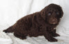 Newfypoo For Sale Sugarcreek OH Male-Arnie