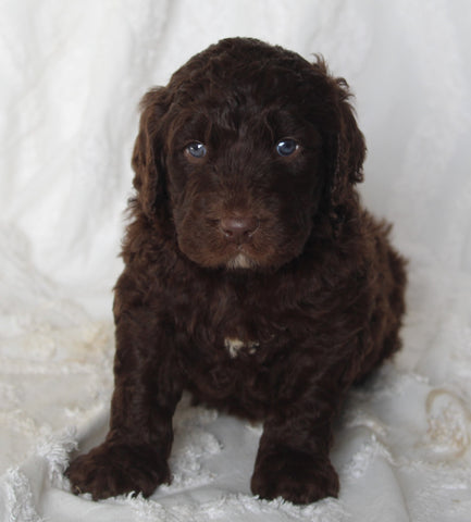 Newfypoo For Sale Sugarcreek OH Male-Arnie