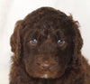 Newfypoo For Sale Sugarcreek OH Male-Arnie