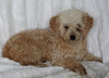 Micro Mini Goldendoodle For Sale Sugarcreek OH Male-Charlie