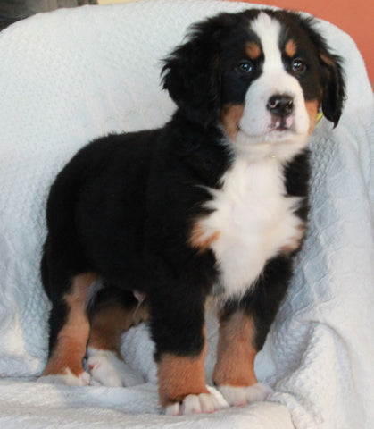 AKC Registered Bernese Mountain Dog For Sale Sugarcreek OH Male-Arlo