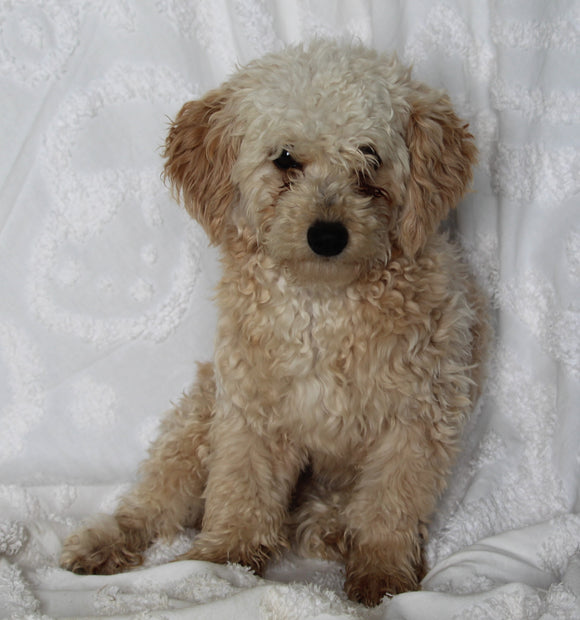 Micro Mini Goldendoodle For Sale Sugarcreek OH Male-Charlie