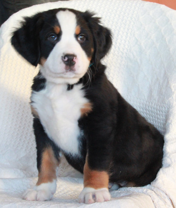 AKC Registered Bernese Mountain Dog For Sale Sugarcreek OH Male-Austin