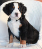 AKC Registered Bernese Mountain Dog For Sale Sugarcreek OH Male-Austin