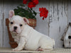 AKC Registered French Bulldog For Sale Millersburg, OH Male- Rocky