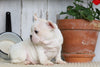 AKC Registered French Bulldog For Sale Millersburg, OH Male- Rocky