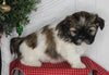 ACA Registered Shih Tzu For Sale Millersburg OH Male-Stocker-Currently House Training!