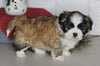ACA Registered Shih Tzu For Sale Millersburg OH Male-Clifford-Currently House Training!