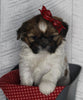 ACA Registered Shih Tzu For Sale Millersburg OH Female-Holly- Currently House Training!