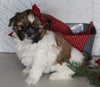 ACA Registered Shih Tzu For Sale Millersburg OH Female-Holly- Currently House Training!