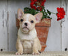 AKC Registered French Bulldog For Sale Millersburg, OH Male- Max