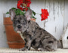 AKC Registered French Bulldog For Sale Millersburg, OH Female- Princess