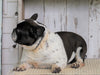 AKC Registered French Bulldog For Sale Millersburg, OH Female- Sally
