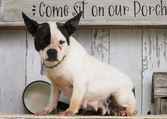 Frenchton For Sale Millersburg, OH Female- Sadie