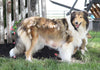 AKC Registered Collie (Lassie) For Sale Fredericksburg, OH Male- Trigger
