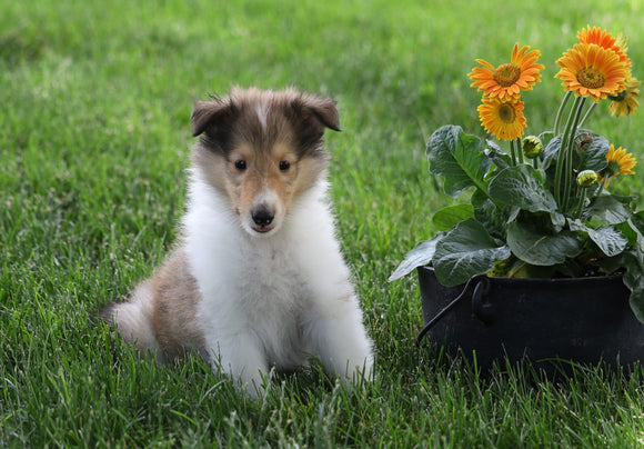 AKC Registered Collie (Lassie) For Sale Fredericksburg, OH Male- Samson