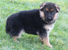 AKC Registered German Shepherd For Sale Millersburg OH Female-Buttercup
