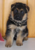AKC Registered German Shepherd For Sale Millersburg OH Male-Bradley