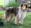 AKC Registered Collie (Lassie) For Sale Fredericksburg, OH Male- Bings Ladd
