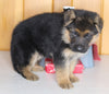 AKC Registered German Shepherd For Sale Millersburg OH Male-Bradley