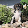 Beagle Puppy For Sale Fresno, OH Female- Jasper