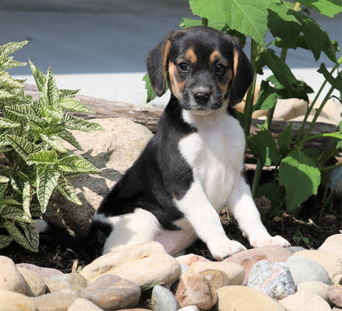 Beagle Puppy For Sale Fresno, OH Female- Jasper