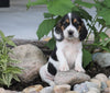 Beagle Puppy For Sale Fresno, OH Male- Chester