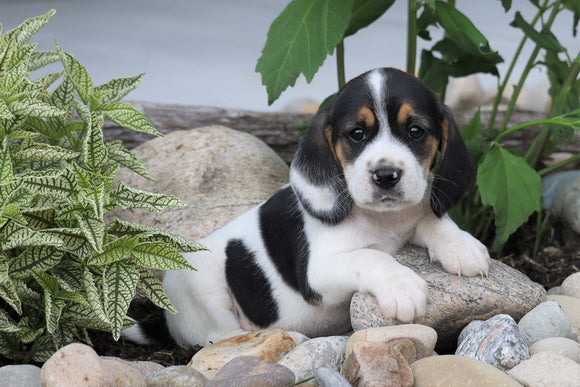 Beagle Puppy For Sale Fresno, OH Male- Chester