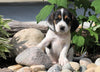 Beagle Puppy For Sale Fresno, OH Male- Chester